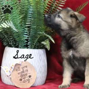 Sage, German Shepherd Puppy